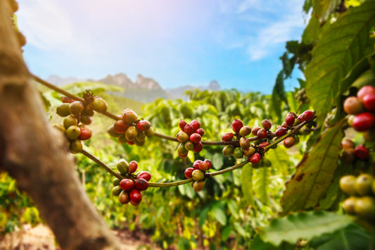 The Regenerative Impact of Ampersand's Coffee