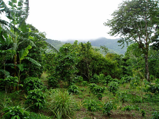 What is Smithsonian Bird Friendly Coffee?