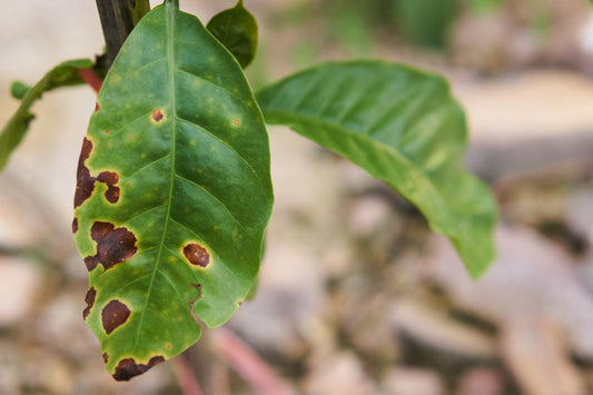 The Climate Emergency's Threat to Coffee