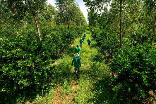 How Regenerative Organic is Our Way Forward
